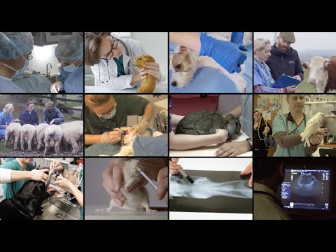 AVMA CVTEA®: 50 years improving veterinary technician education