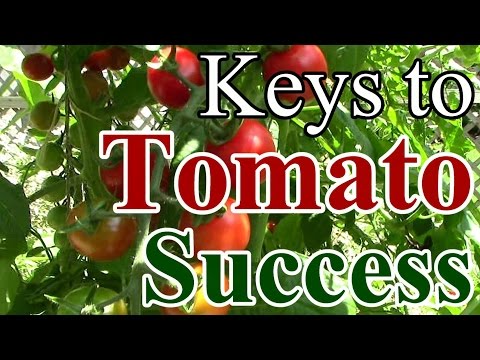 image-Can tomato plants get too much sun?
