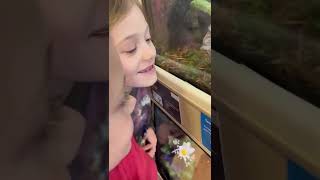 Chameleon Reptiles Videos