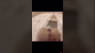 Cover art for Cat Screm