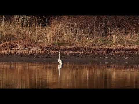 Sunrise Birding 230422
