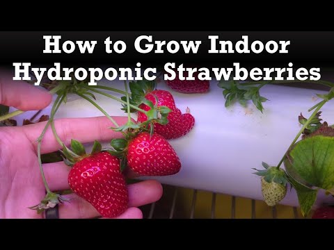 Video: How to Grow Hydroponic Strawberries in Your Home