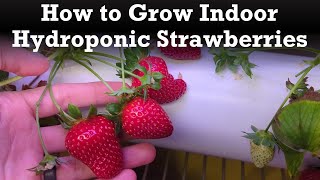 Thumbnail for video: How to Grow Hydroponic Strawberries in Your Home