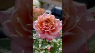 Download lagu Miyabi #japanese #rose #elegent #gardenlove #flower #balconygarden #wedding #shorts mp3