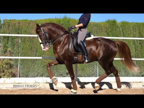HISPANO-ARABE - 6 YO EASY TO RIDE AND LIGHT AND VERY CONFORTABLE