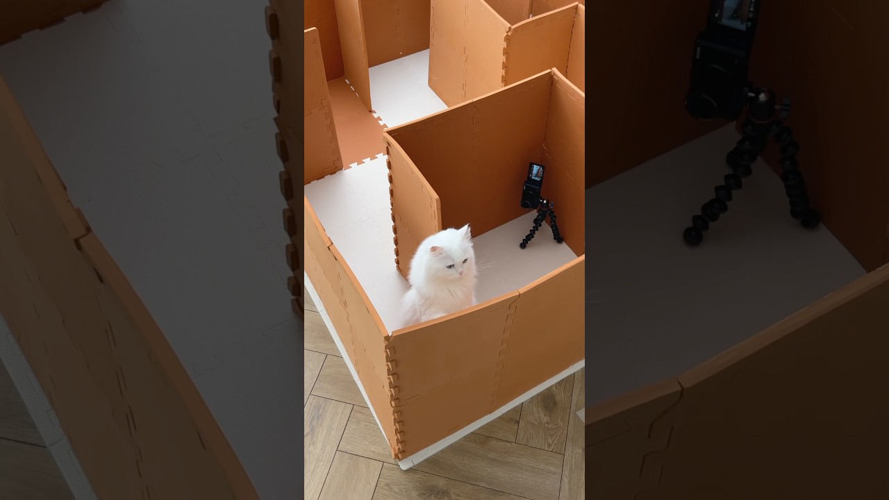 Where did the exit go?!😾 #cats #catvideos #maze #catlogic