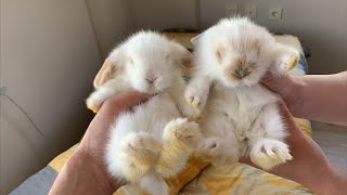 Hollanda Lop Tavşanı - Yatağımda Dolaştılar 