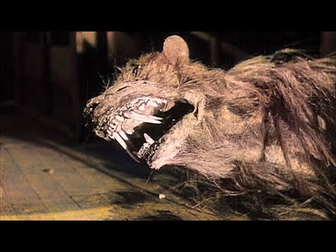 , title : 'All that was left after... The Killer Shrews (1959) Horror, Sci-Fi Full Movie'