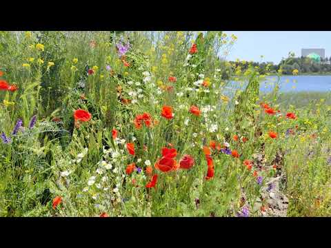 Poppy Fields Blossom to Serene Melodies: Find Calm in Nature's Symphony!