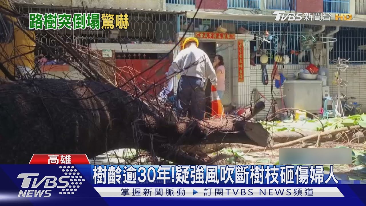 嚇壞!高雄大晴天路樹竟倒塌 無辜散步婦人遭壓傷