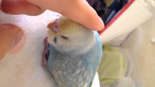 セキセイインコのピッピ