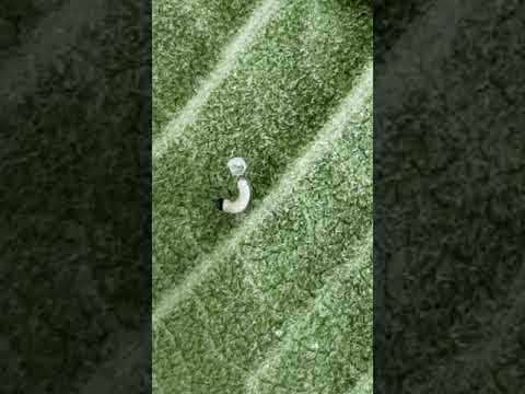 Monarch larvae