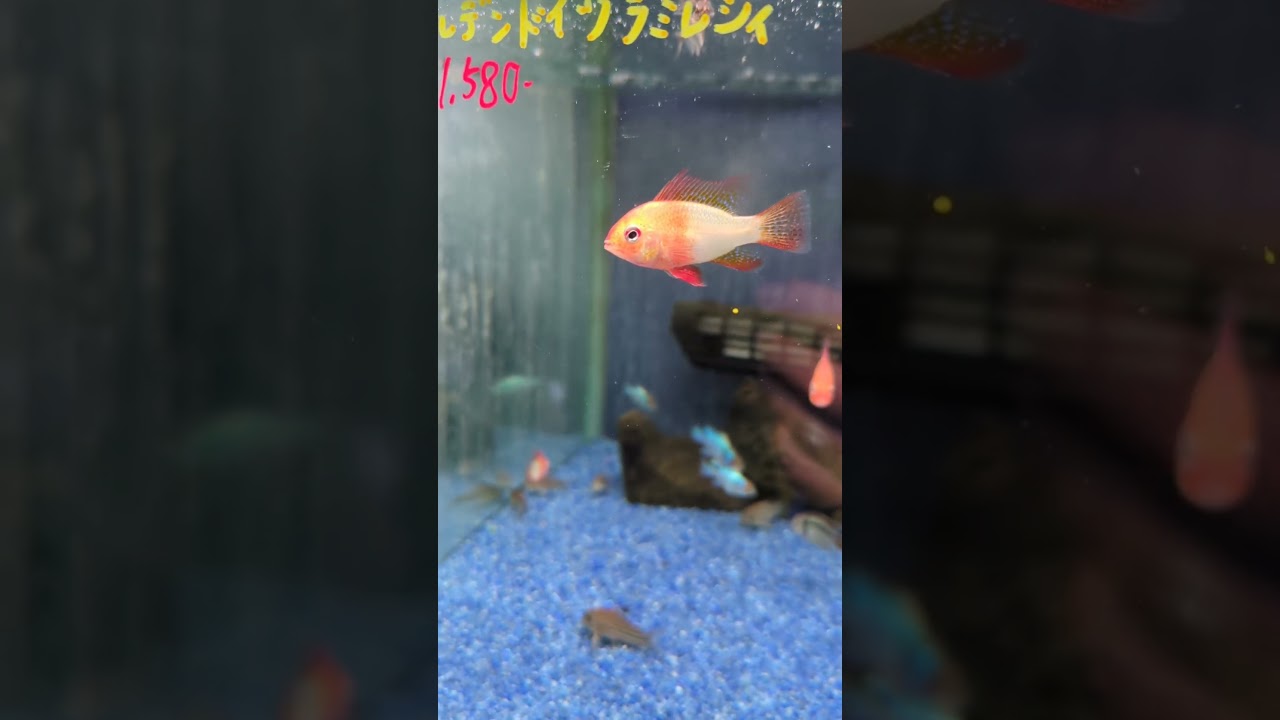 ラミレジィ | アクアリウム 熱帯魚