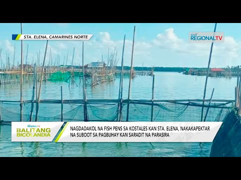 Balitang Bicolandia: Nagdadakol na fish pens sa Sta. Elena, nakakaapektar na sa mga parasira