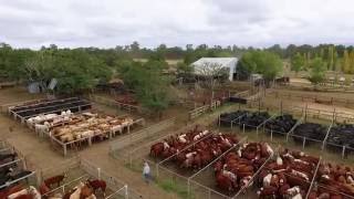 AuctionsPlus - Australia's Online Saleyard