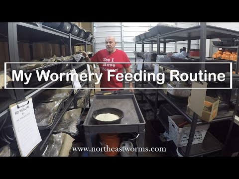My wormery Feeding routine. How I feed My worms, what I feed and how often.