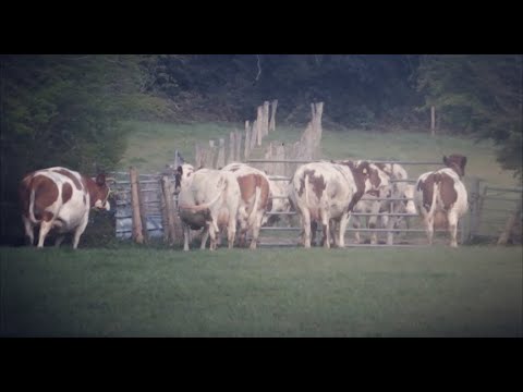 Letting The Cows Out