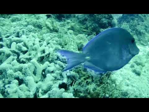 Cozumel Diving   2022