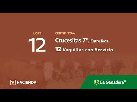 Lote Vaquillonas con servicio Crucecitas 7°