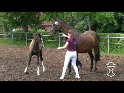 SL072 Stutfohlen von Canturo - Corland - Lordano