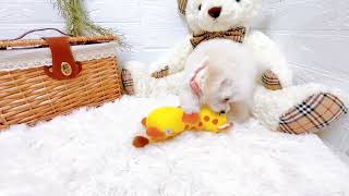 トイプードルの動画01