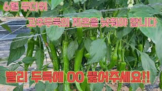 무더위에 고추뿌리가 상하지 않도록 두둑에 구멍을 뚫어주세요~ 고추농사 잘 짓는 법!!