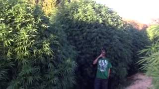 WORLD RECORD POT PLANTS!!!!!!!!! BaM!!!!