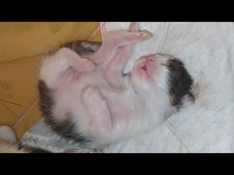 Rescue Mother Cat Feeding And Stimulating Her Newborn Kittens