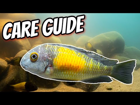 Tropheus — care and breeding guide pre tanganické cichlidy