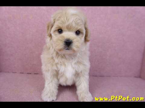 11/23馬爾泰迪公幼犬2號