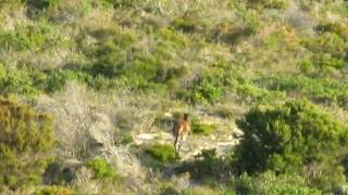 preview picture of video 'Giant Red Kangaroos near Moore River'