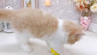 スコティッシュストレートの動画01