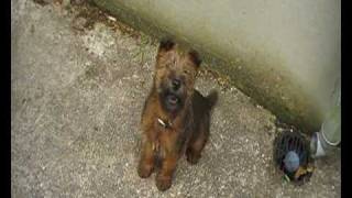 Tara the Irish Terrier at 8 weeks old