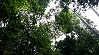 Download lagu Tips mencari Lokasi Memikat Cucak Ijo ,Dan cara Nya... mp3 Download lagu Tips mencari Lokasi Memikat Cucak Ijo ,Dan cara Nya... mp3