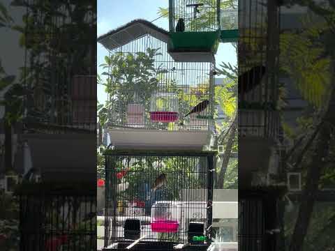 My 2 goldfinch x canary mules and 1 goldfinch at top singing - 2 καρδερινοκαναρα και 1 καρδερίνα