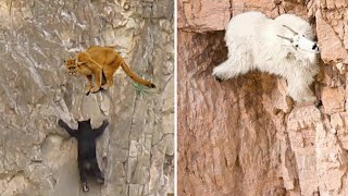 Mother Grizzly Bear Almost Lost Their Lives When TAKE DOWN Lion To Save Cub - Goat Escape From Cliff