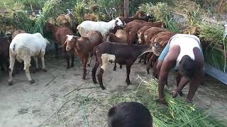 preview picture of video 'Sheep farm in raravi village'