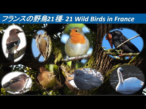 庭の鳥の名前を写真で認識する方法とおなじみのコマドリを識別する方法