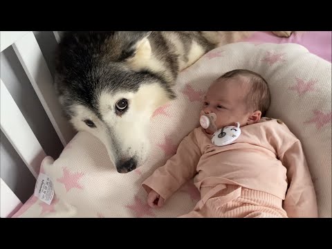 Adorable Husky Always Keeps My Baby Warm & Protected With Love!😭.