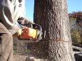 stihl chainsaw cutting big oak tree down ms-290 ...