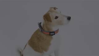 LED-Leuchthalsband Mesh Blau M