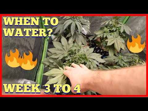 WHEN IS THE BEST TIME TO WATER? WEEK 3 TO 4 AUTOFLOWER +PHOTO PERIOD GROW
