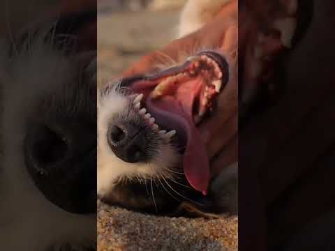 are baap re kya kr rhe ho tum .#shorts #animals #viral #video #animallover #arifa'swildlife