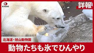 【詳報】動物たちも氷でひんやり 北海道・旭山動物園