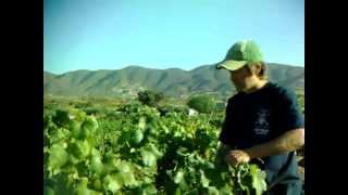 Insider's Wine Tour in Baja | Valle de Guadalupe