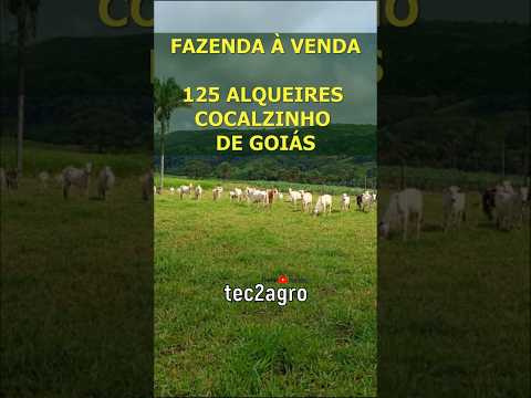 🌱 125 ALQUEIRES EM COCALZINHO #agro #fazenda #tec2agro