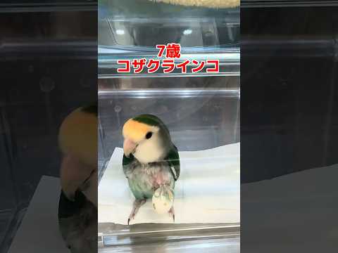 お腹に卵がくっついて取れない7歳のコザクラインコが動物病院にやって来た！