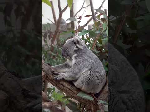 BABY KOALA 🐨 #shorts