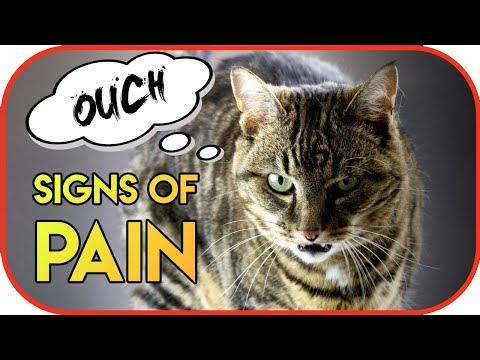 Is My Cat in Pain