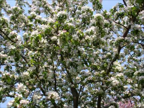 Der Apfelbaum - Christian Franke Dance Mix